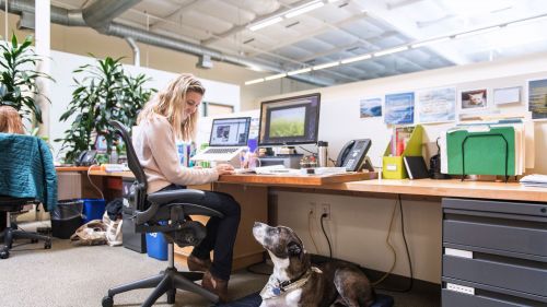 Chiens et chats dans l'open space